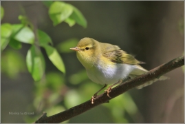 <p>BUDNÍČEK LESNÍ (Phylloscopus sibilatrix) /Wood warbler – Waldlaubsänger/</p>